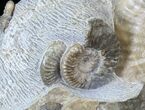 Scottish Ammonite (Ludwigia) - Rare! #30780-4